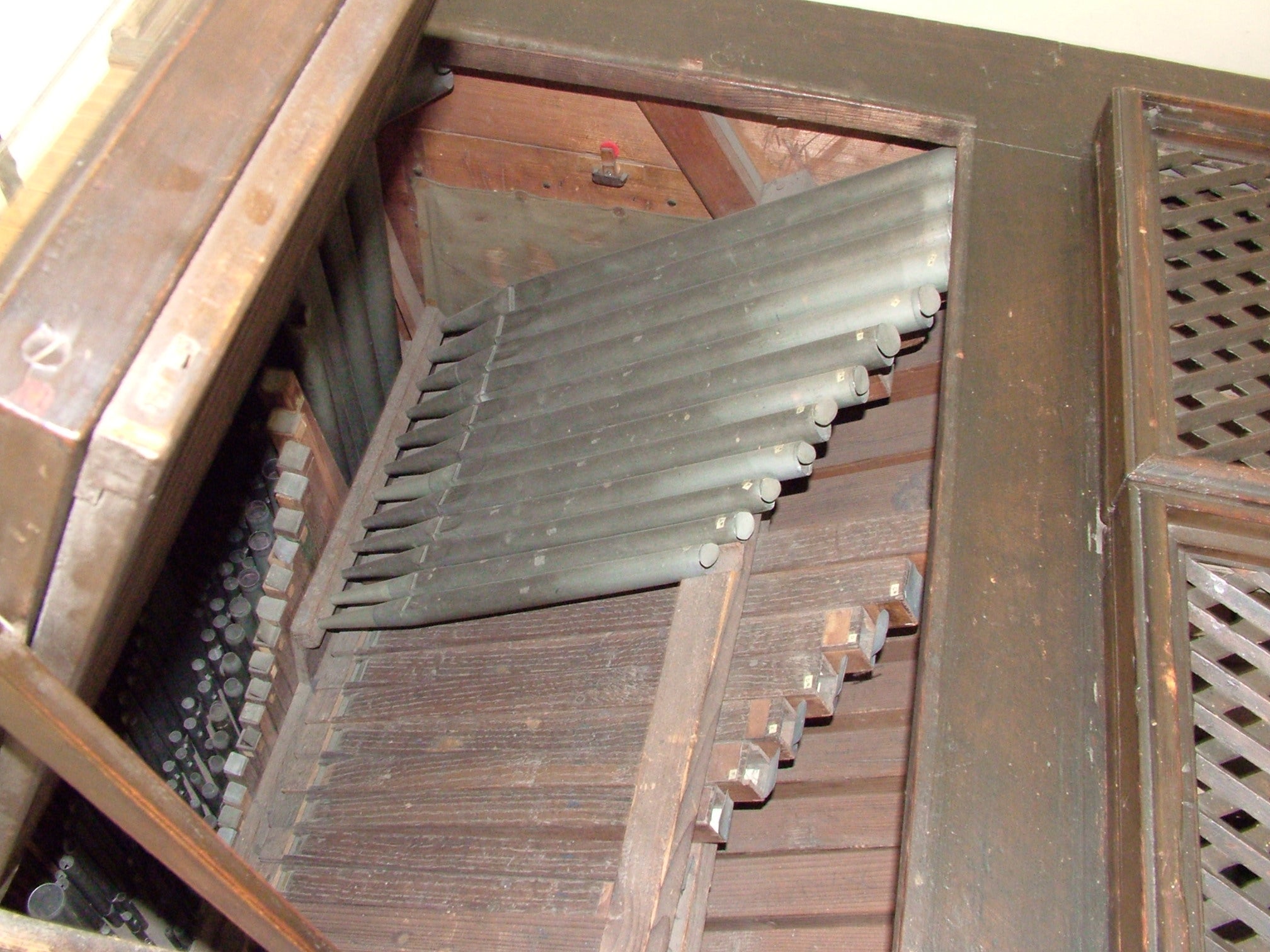 Positive Organ